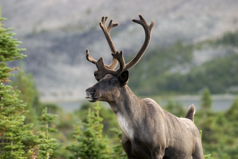 Mountain caribou, Mark Bradley