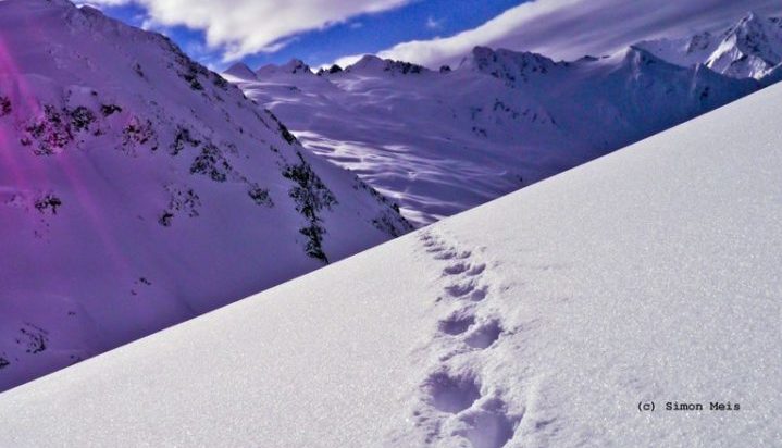Wolverine tracks in the snow, Simon Meis photo