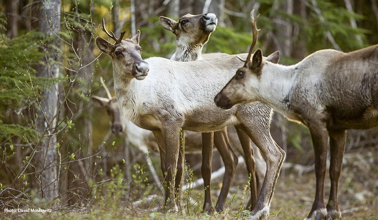 Mountain caribou by David Moskowitz