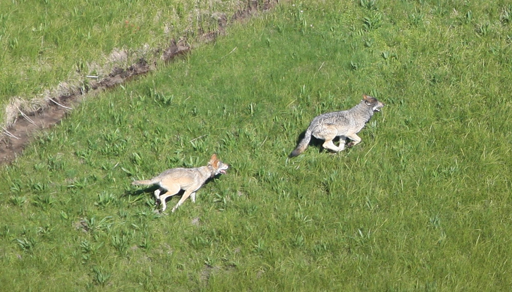 Yellowstone wolves