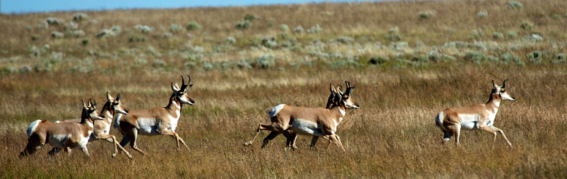 homepage_banner_2019_pronghorn