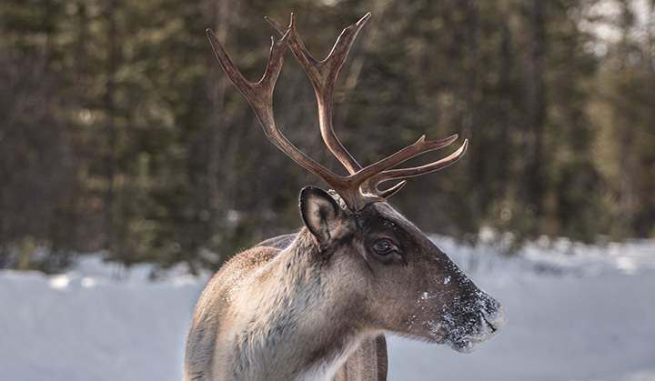 Mountain caribou habitat protection | Yellowstone to Yukon Conservation Initiative