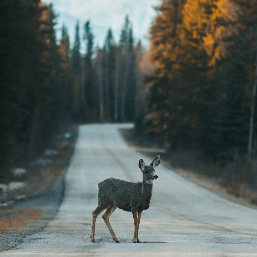 Deer crossing road