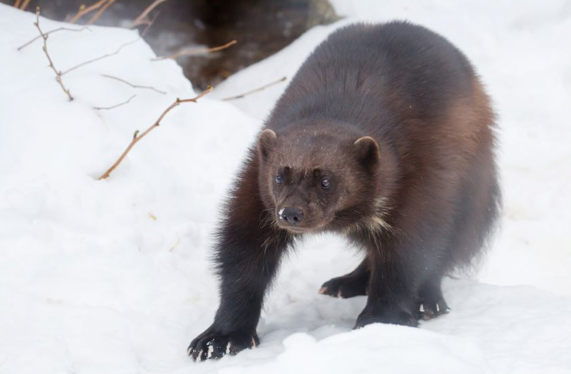 Wolverine