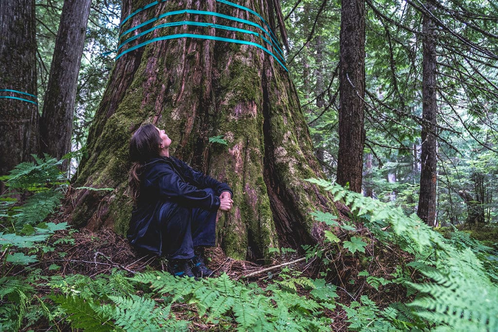 Old Growth Forest in British Columbia