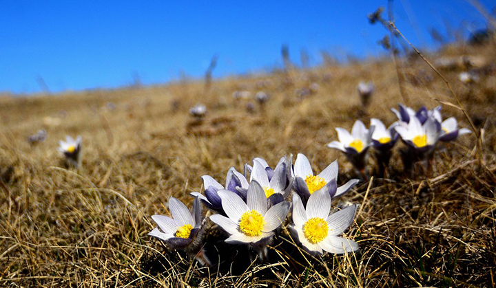 Crocus