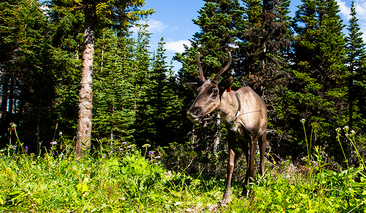 Mountain caribou in British Columbia