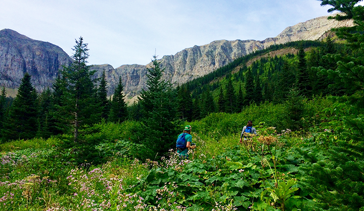 Two people walking in a field thick with greenery and wildflowers. There is a mountain range in the background.
