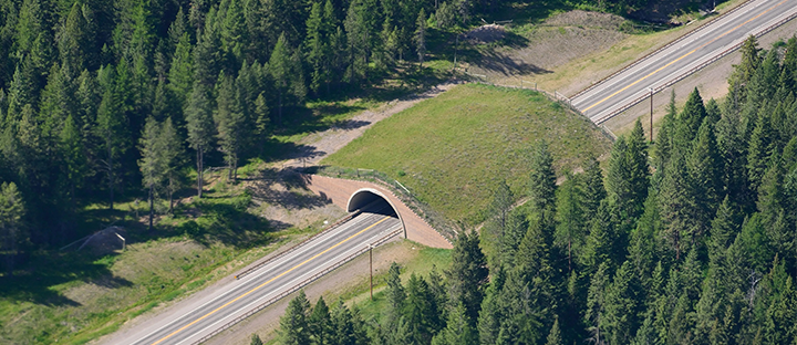 Wildlife overpass crossing Highway 93