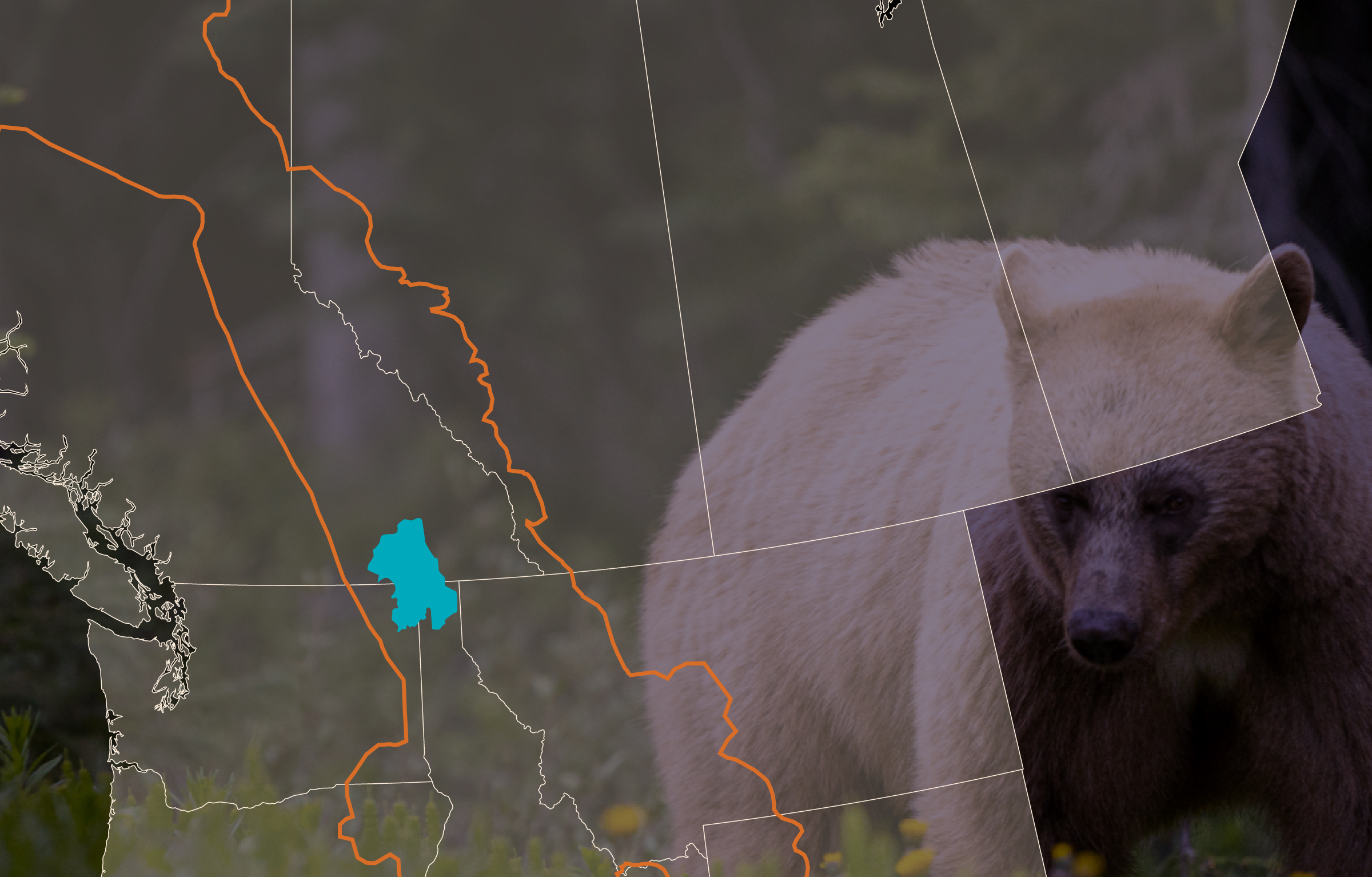 Reduced wildlife-human conflict by helping partners install 37 bear-proof food storage lockers in campgrounds within the Selkirk grizzly bear recovery zone