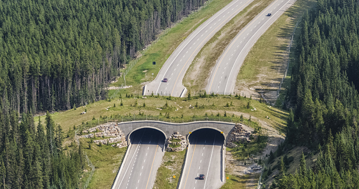 Aerial wildlife crossing in Banff National Park