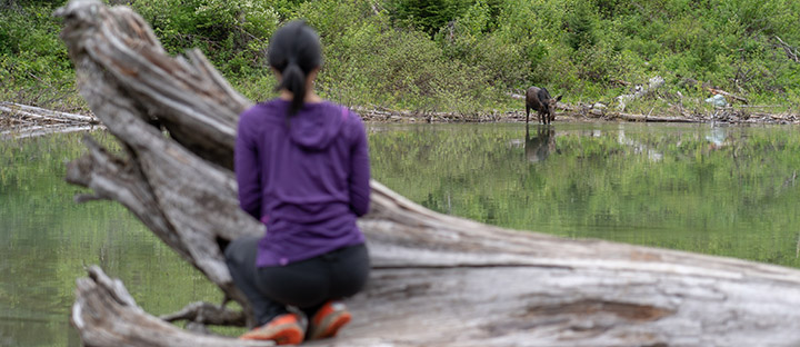 Moose in British Columbia