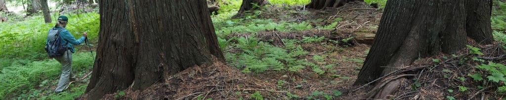 Walking through old growth forest in British Columbia