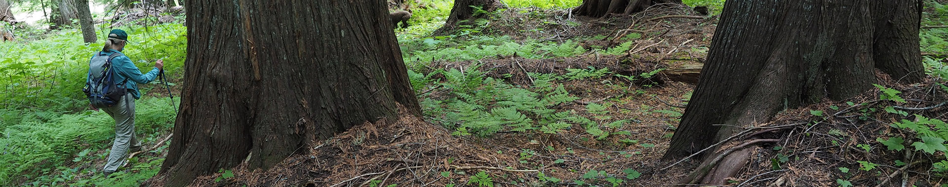 Walking through old growth forest in British Columbia