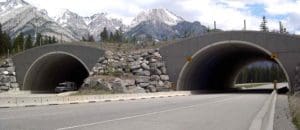 Banff Wildlife Crossing