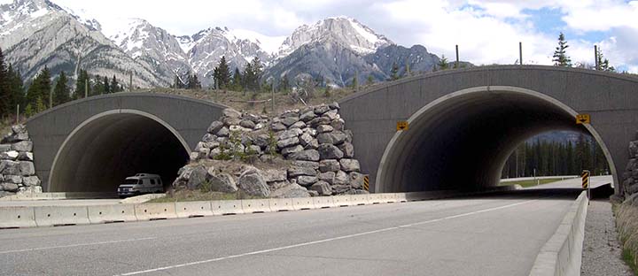 Banff Wildlife Crossing