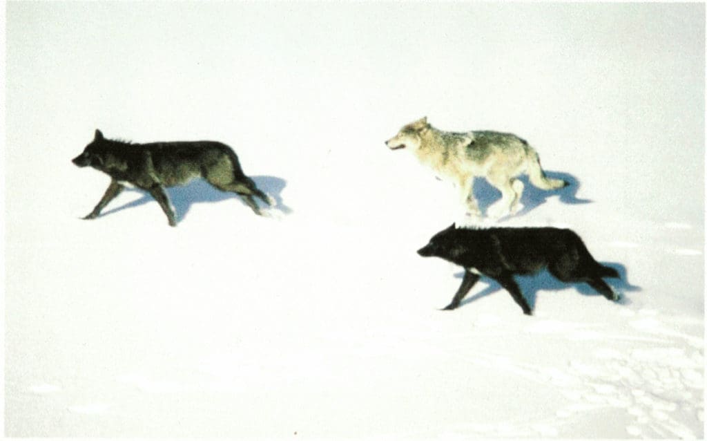Pluie the wolf runs with her pack
