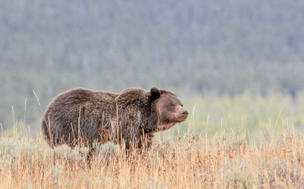 Yellowstone grizzly bear