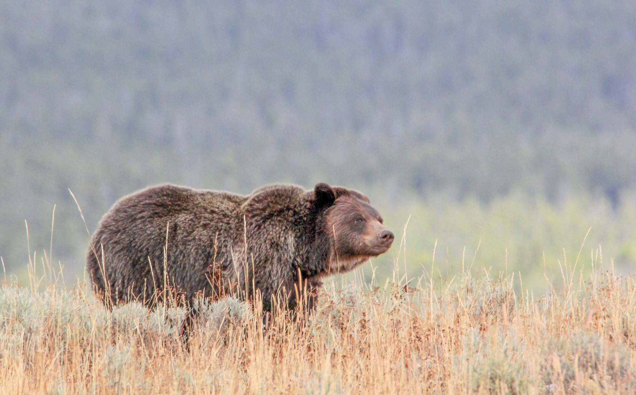 Yellowstone grizzly bear