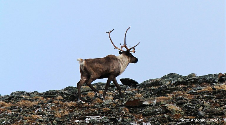 Mountain caribou by Antonio Suncion