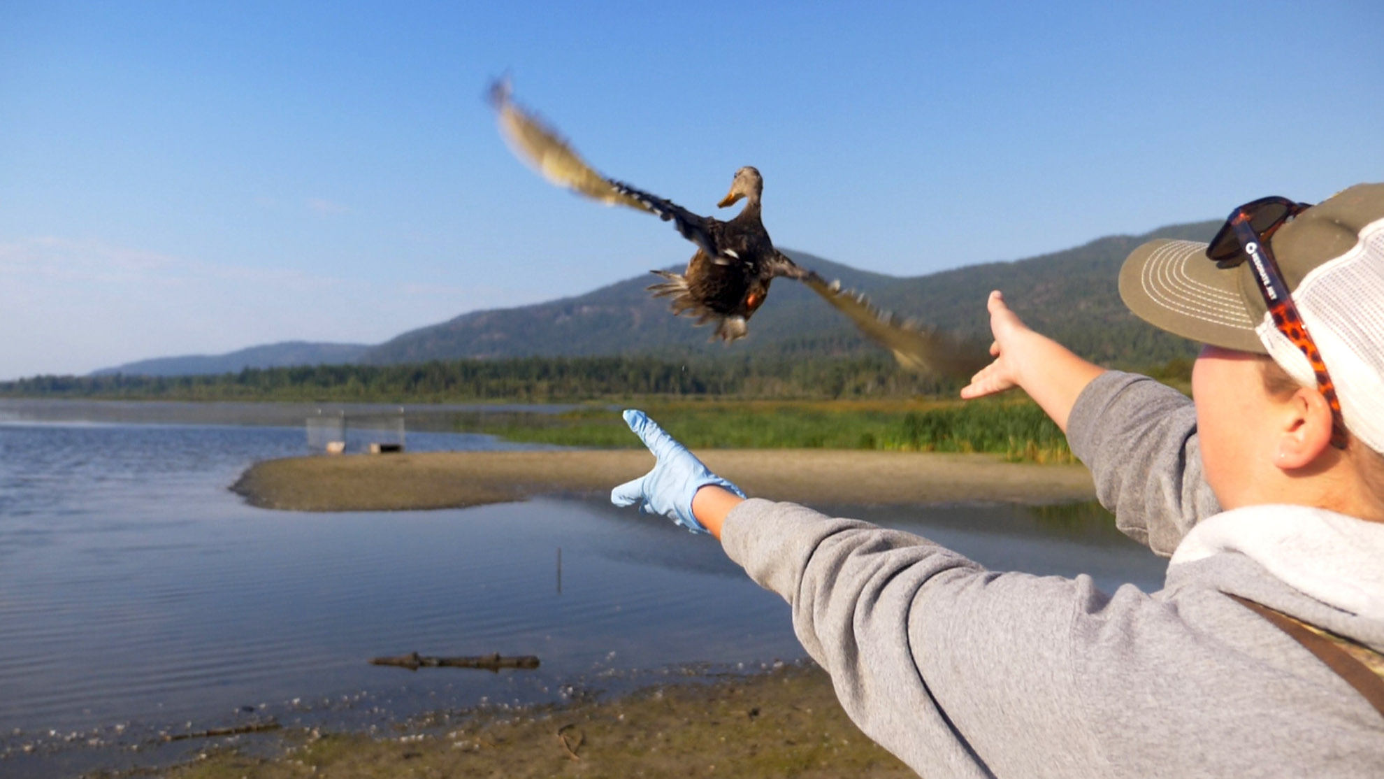Idaho mallard banding