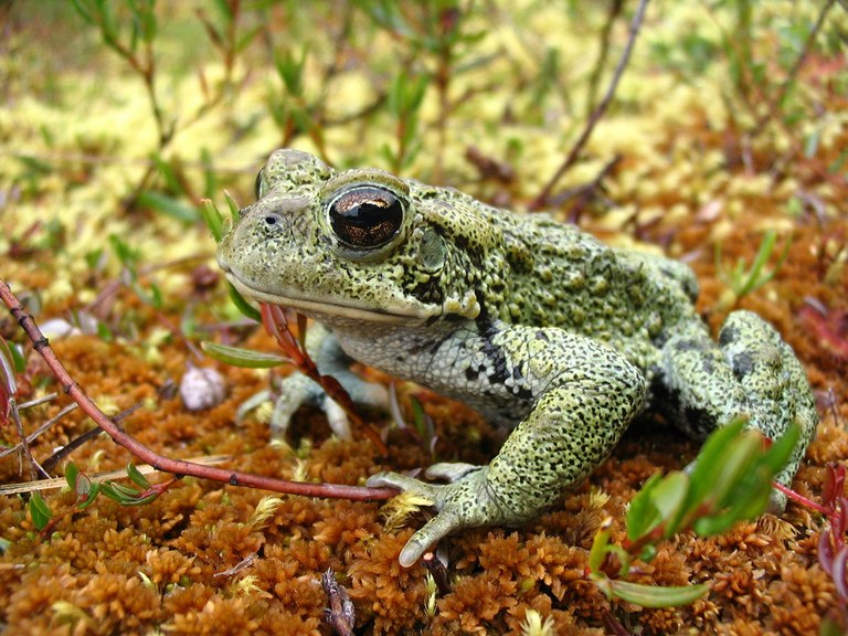 Western toad