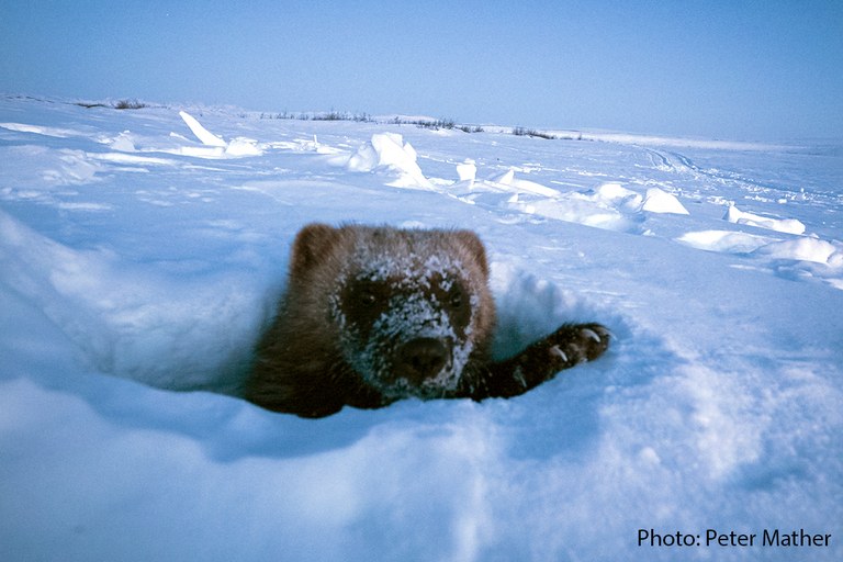 Wolverine in winter - Peter Mather photo