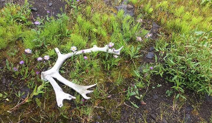 Caribou antler lying on green grass