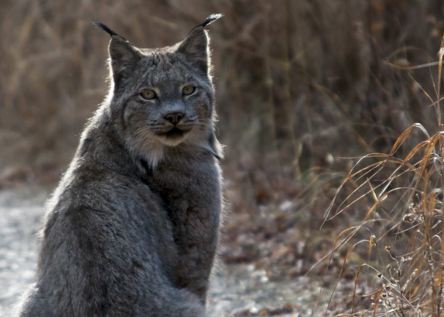 Canada lynx