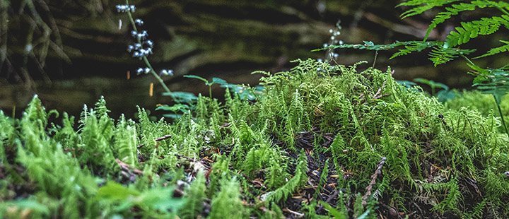 BC old-growth forest