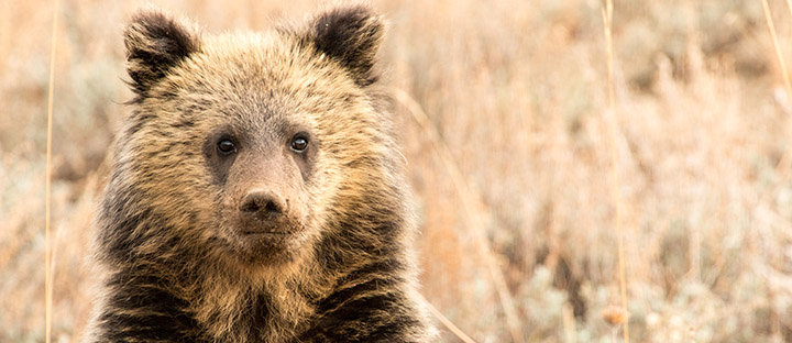 Grizzly cub