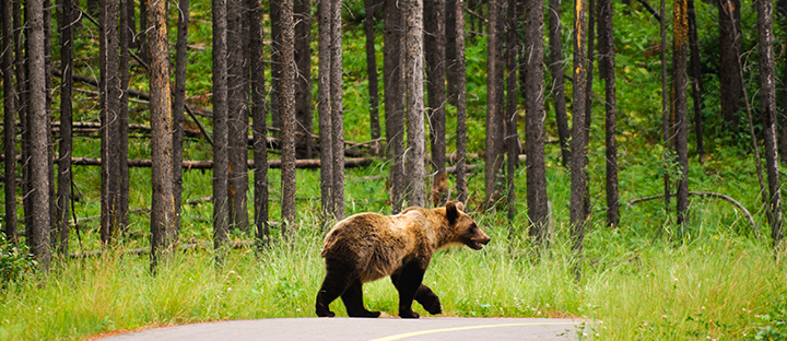 Grizzly bear crossing the road