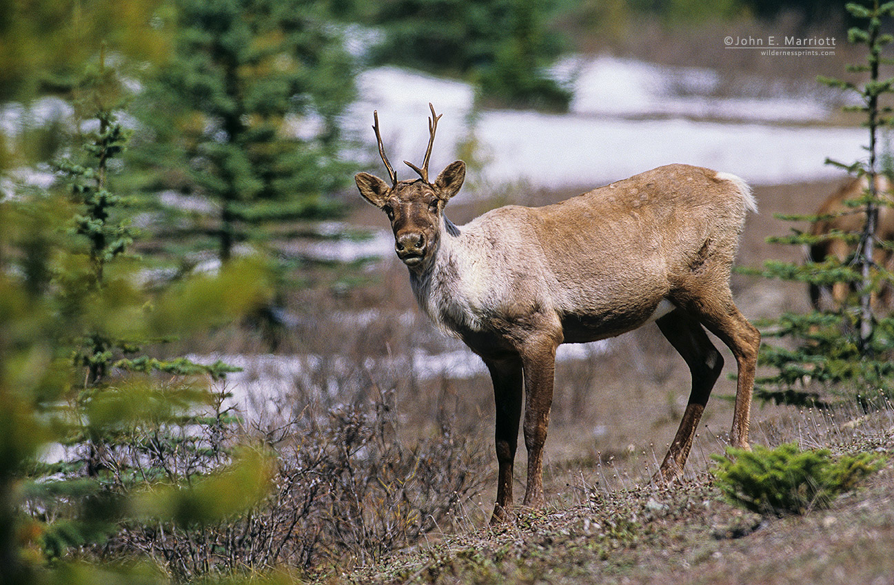 Mountain caribou