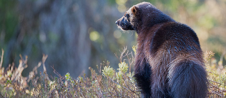 Wolverine looking into distance