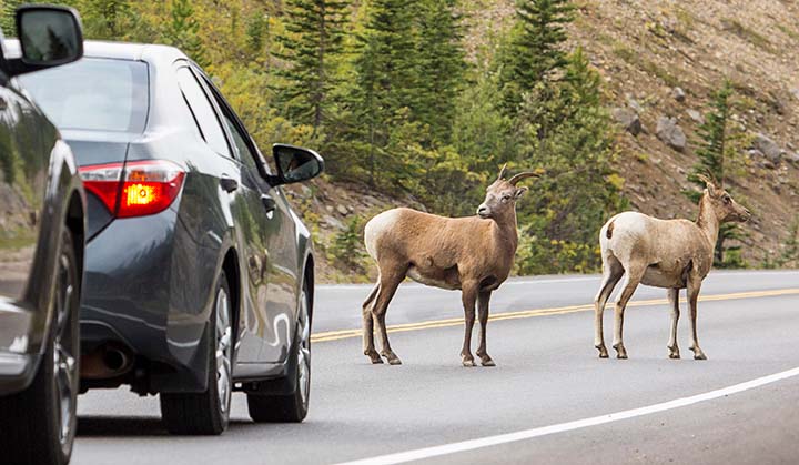 Bighorn sheep on a road