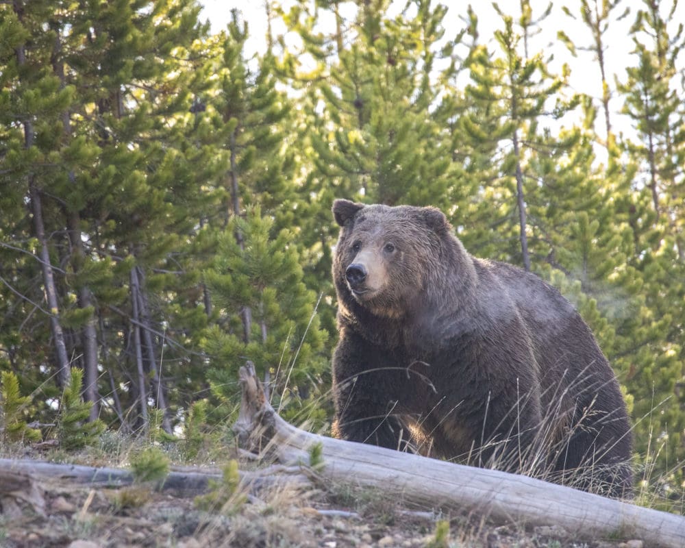 A grizzly bear in Yellowstone National Park
