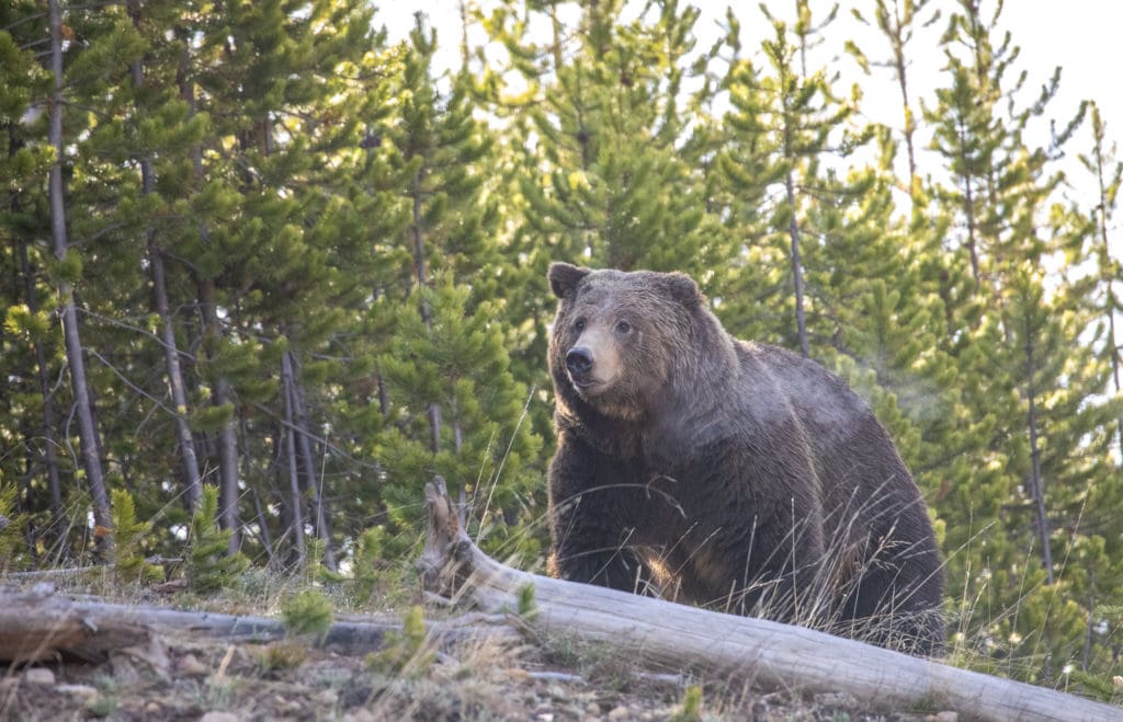 A grizzly bear in Yellowstone National Park