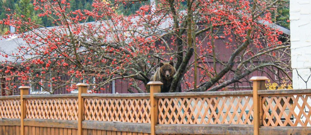 a bear in a fruit tree in B.C.