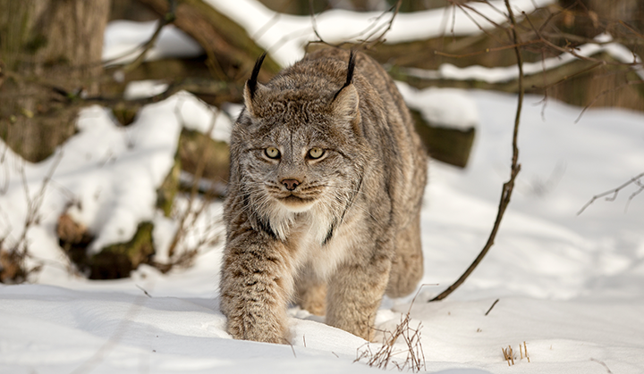 A lynx walks through a winter forest