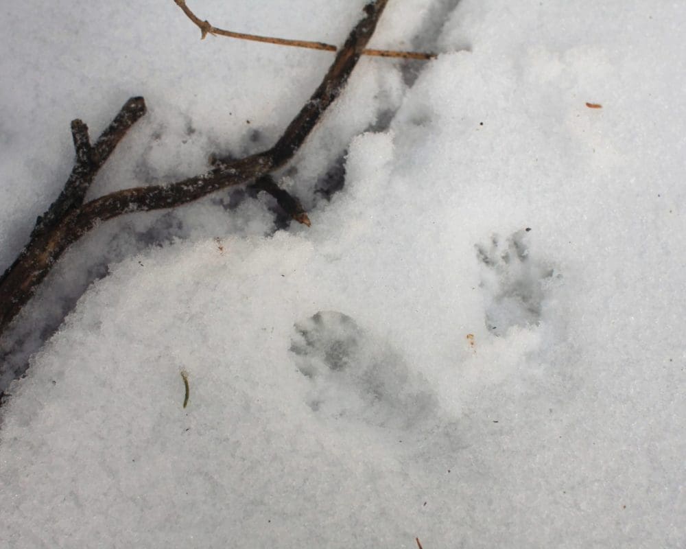 Squirrel tracks in the snow