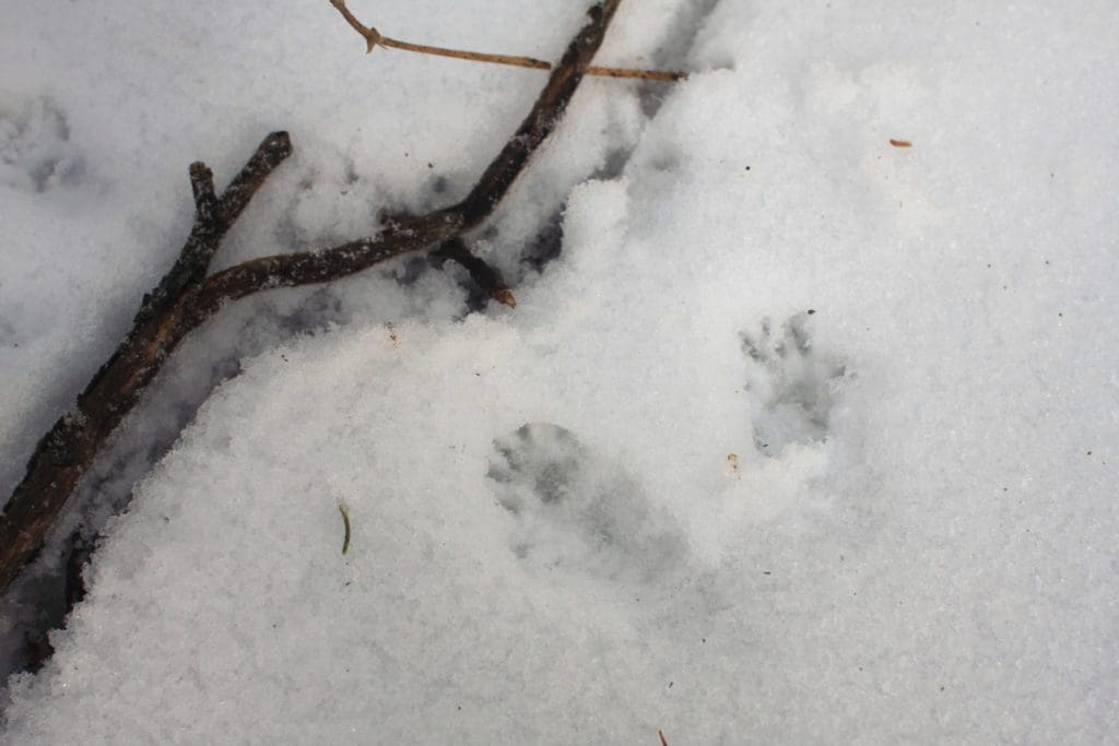 Squirrel tracks in the snow