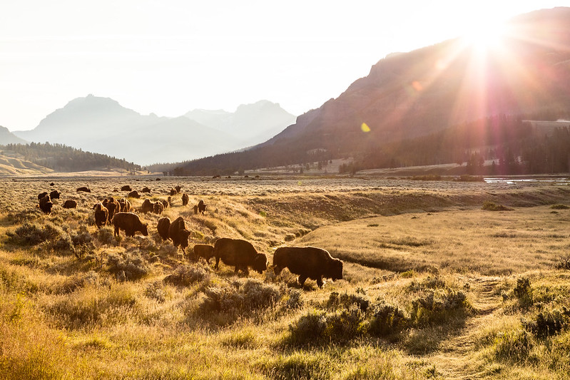 Bison moving into Yellowstone's Lamar Valey