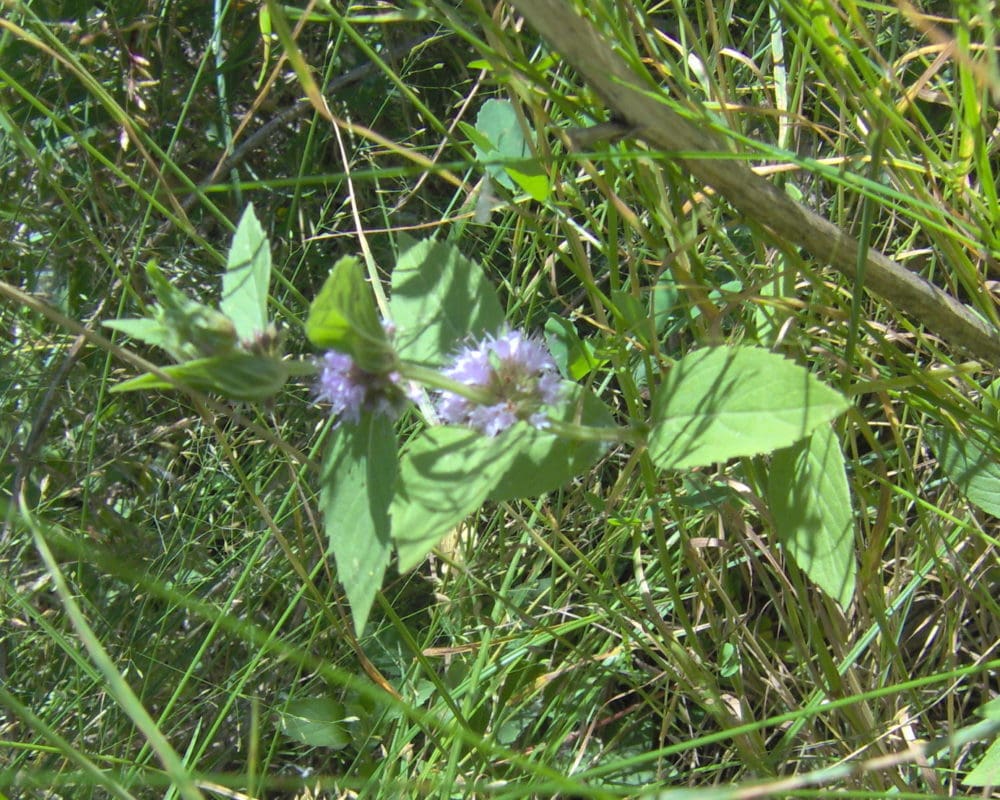 Wild mint
