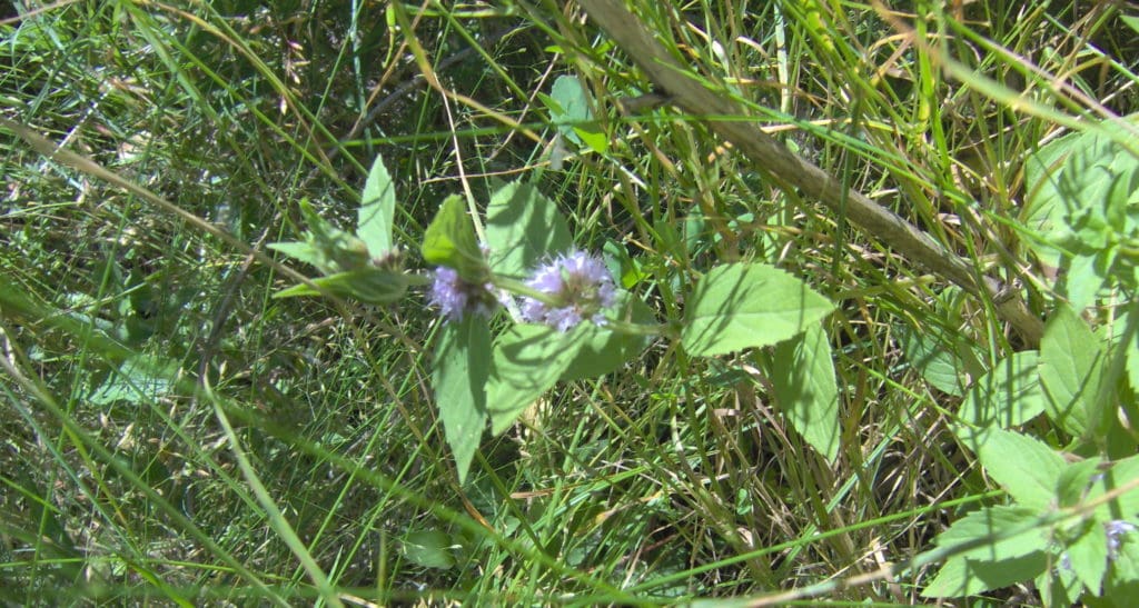 Wild mint
