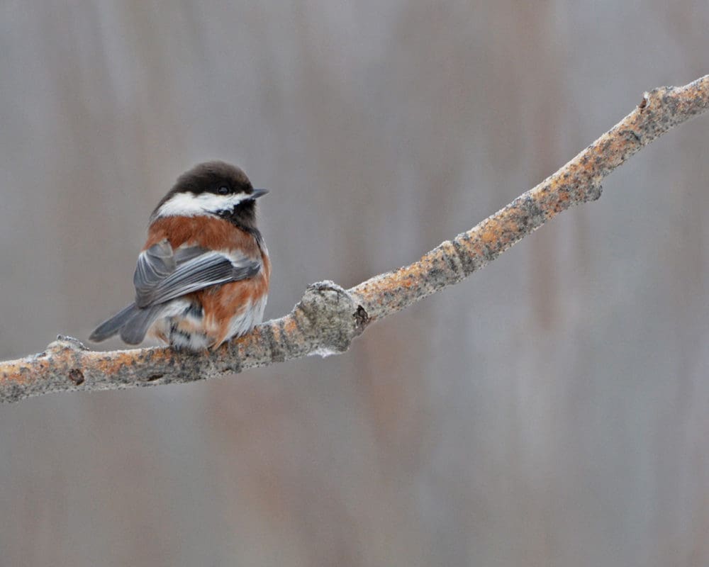 Chestnut backed chickadee | Eagle Child Images