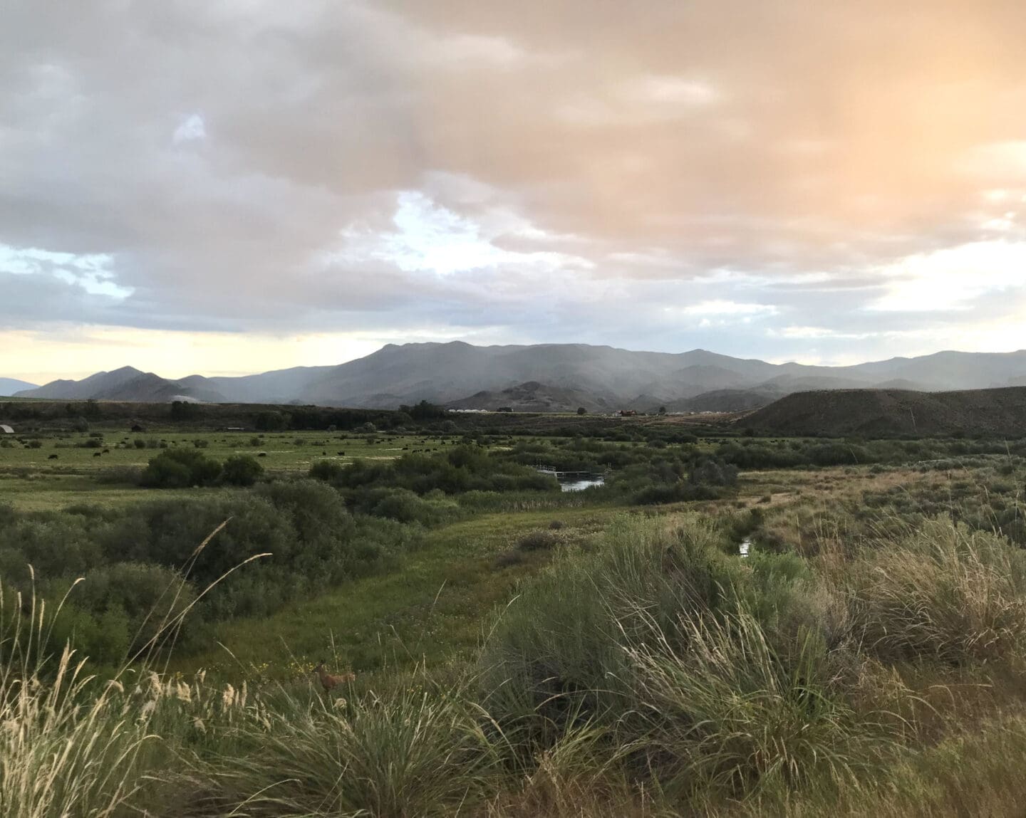 Deer and cows share a field together