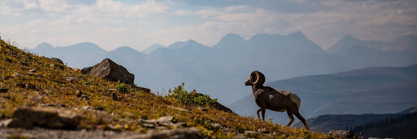 Bighorn sheep in Glacier National Park climbs up a rocky mountain side