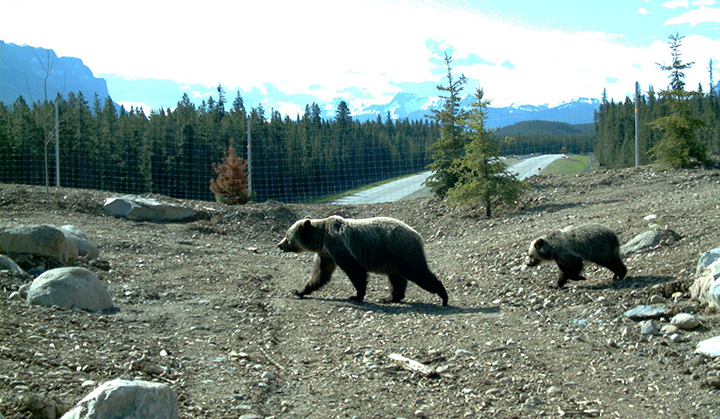 A sow grizzly and a cub are seen on a wildlife overpass above the Trans-Canada Highway in Banff National Park.