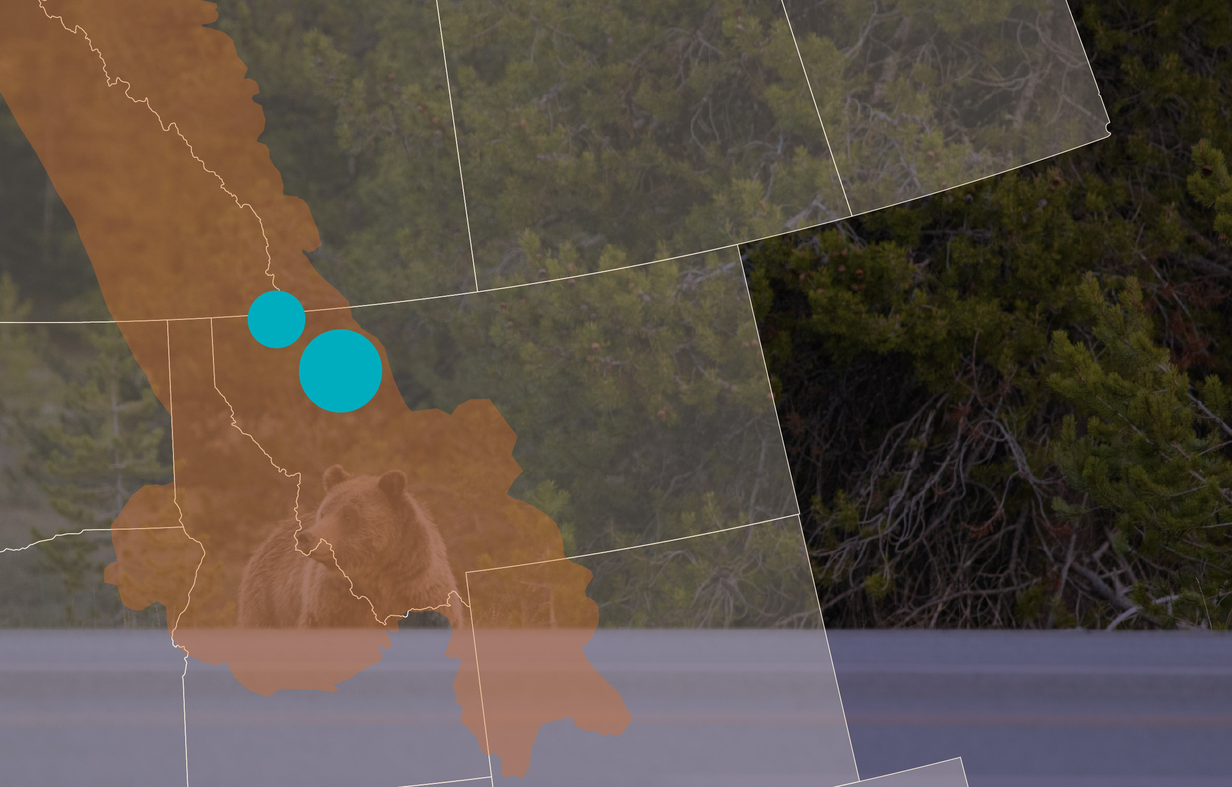 With your help, we have decommissioned long stretches of road to restore natural habitats