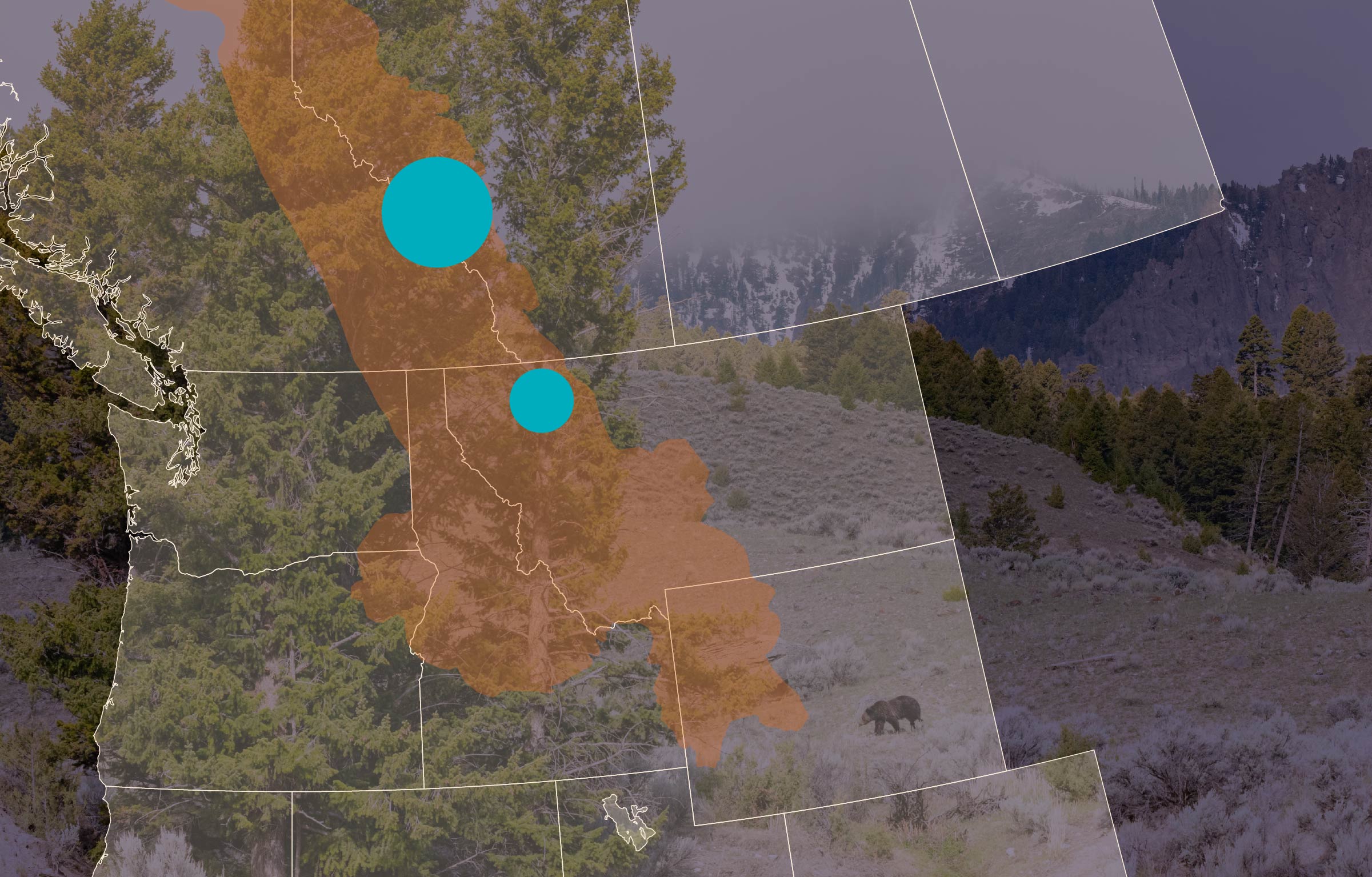 More than 117 wildlife underpasses, overpasses, and fencing structures to aid animal crossing and safety are now in place across the Yellowstone to Yukon region